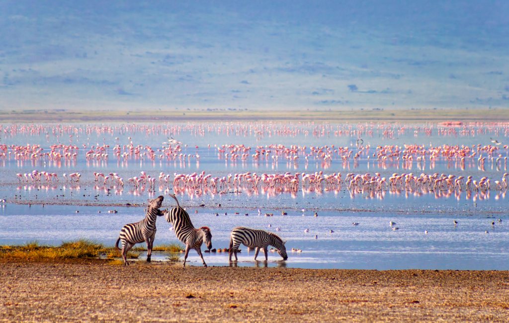 4 Days Tanzania Wildebeest Migration Safaris. Lake Manyara, Serengeti National Park & Ngorongoro Crater.